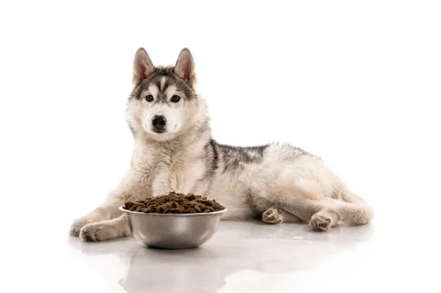 Đồ ăn cho chó Husky như thế nào? - FORPET | Forpet Việt Nam Đồ Ăn Cho Chó Husky Như Thế Nào? - Forpet | Forpet Việt Nam