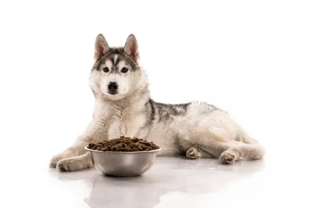 Đồ Ăn Cho Chó Husky Như Thế Nào? - Forpet | Forpet Việt Nam