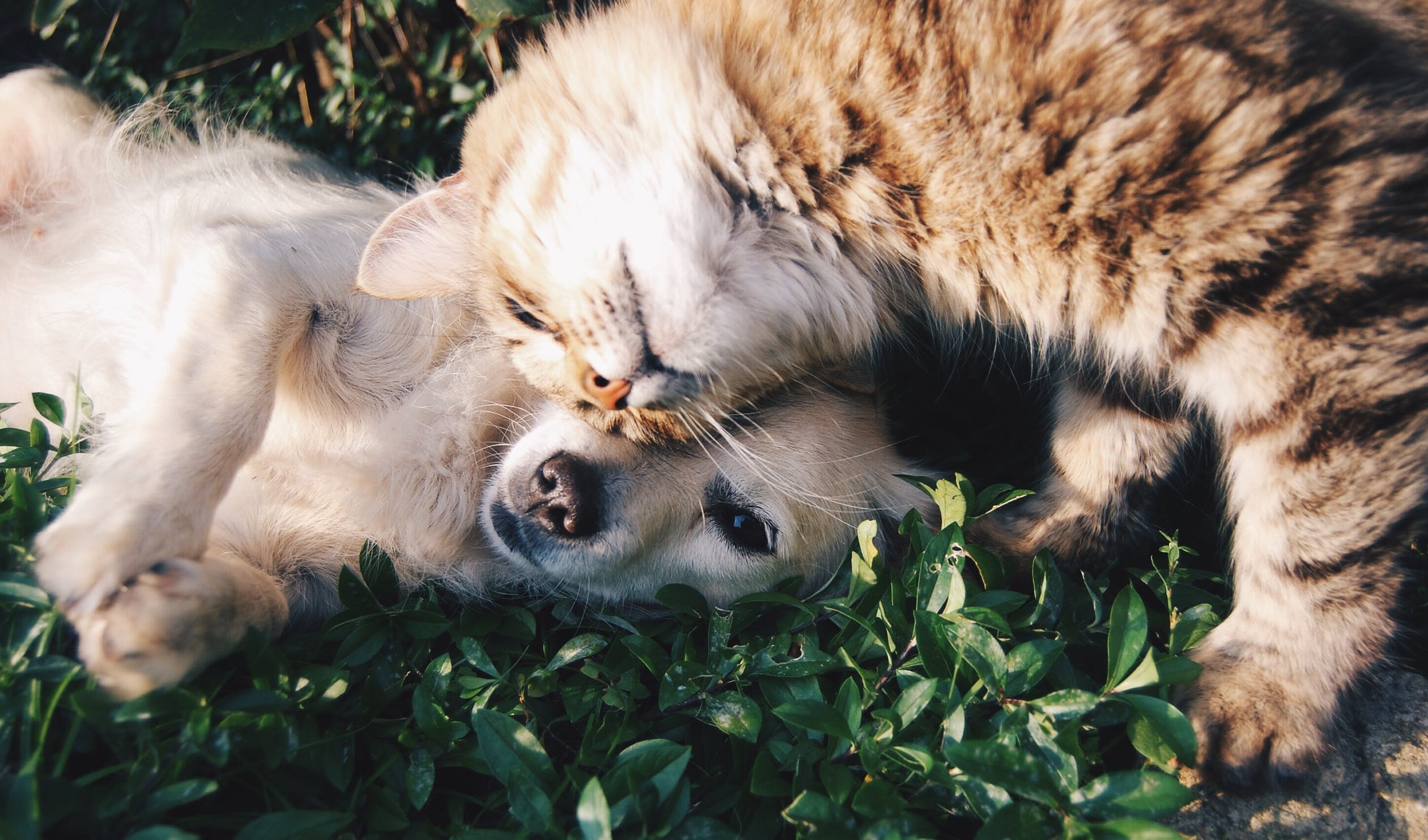 CÁC BƯỚC ĐỂ CHÓ MÈO SỐNG HÒA HỢP VỚI NHAU - FORPET | Forpet Việt Nam Các Bước Để Chó Mèo Sống Hòa Hợp Với Nhau - Forpet | Forpet Việt Nam