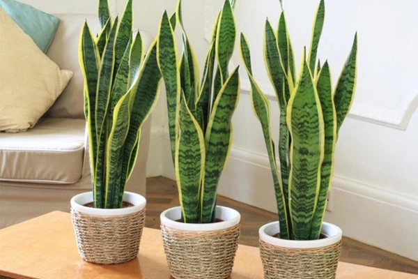 Đặt cây lưỡi hổ trong phòng ngủ, sáng đi làm gặp may chiều về nhà chồng 'cưng như trứng