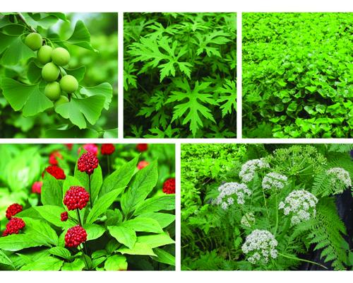 Top 5 cây thuốc điều trị thiếu máu não hiệu quả