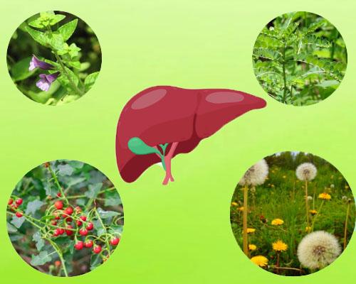 10 cây uống mát gan tốt cho người hay nóng trong, nổi mụn