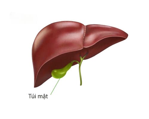 5 chức năng của túi mật bạn cần biết để duy trì hệ tiêu hóa khỏe mạnh