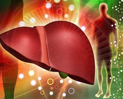 Gan thuộc hệ gì? Vai trò và chức năng của gan