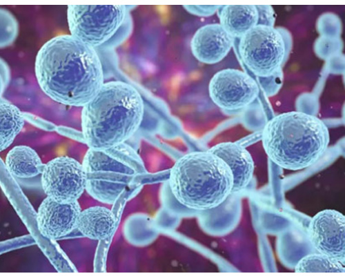 Tìm hiểu thuốc chữa nhiễm Candida xâm lấn