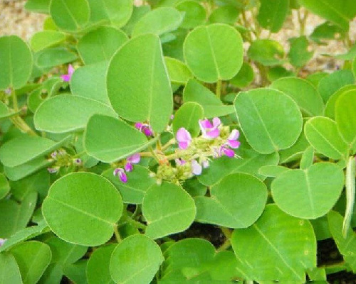 Bài thuốc đông y chữa đi tiểu rắt, tiểu buốt