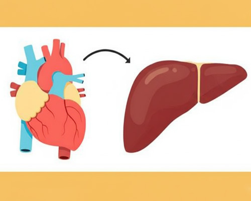 Bệnh xơ gan tim là gì? Nguyên nhân và triệu chứng