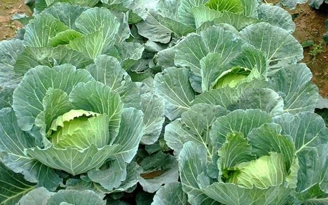 Cải bắp tốt cho gan