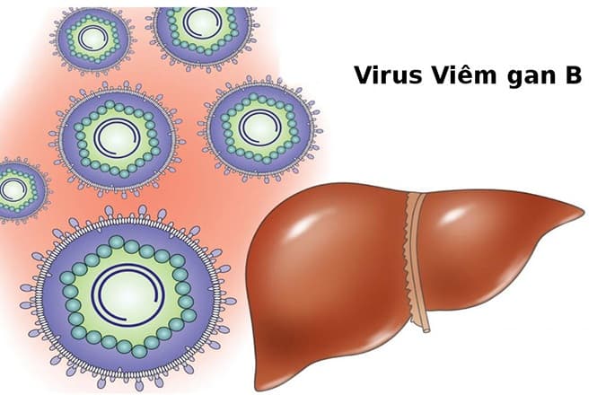 Chồng bị viêm gan B thì vợ có bị lây khồng