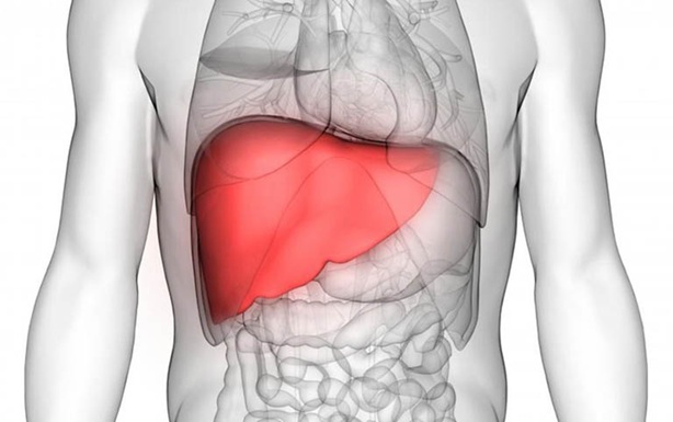 Chức năng quan trọng của gan