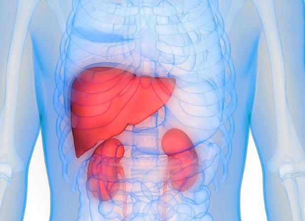 Vai trò của gan và thận