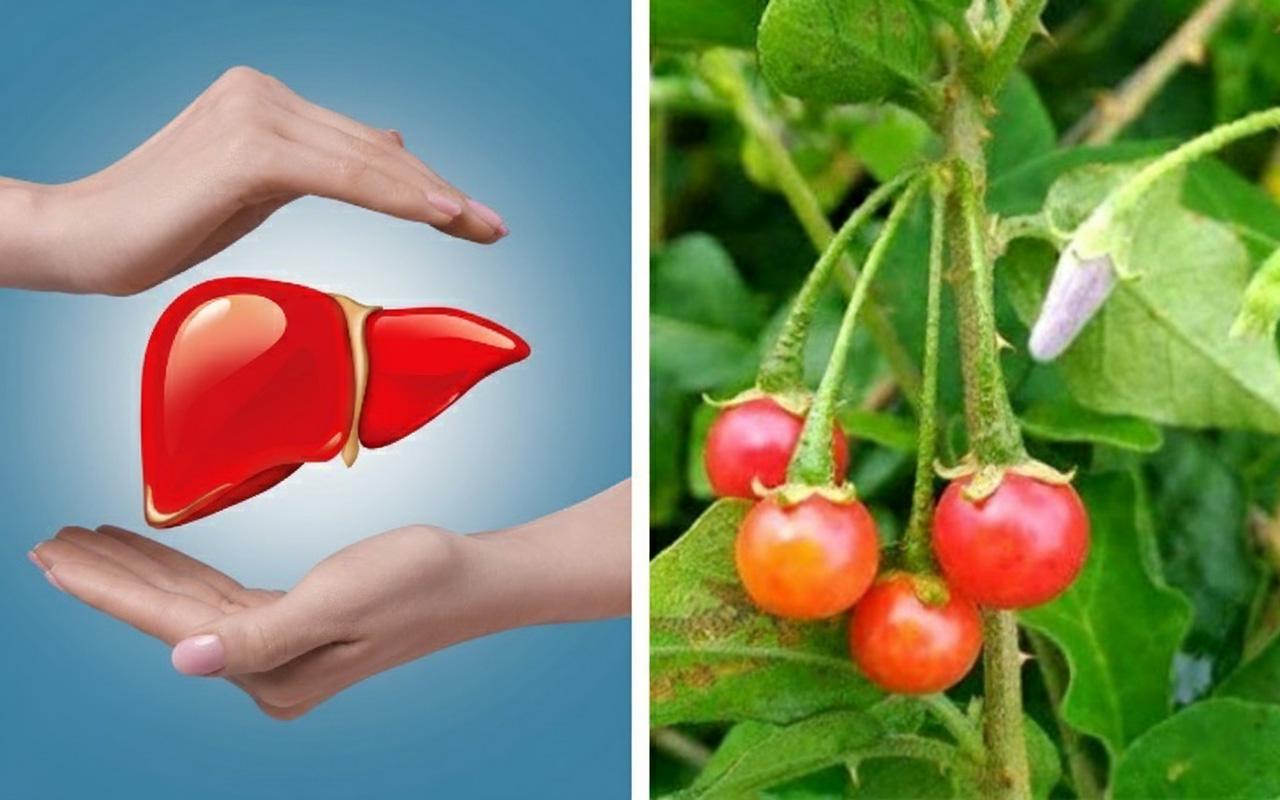Tác dụng cà gai leo với gan