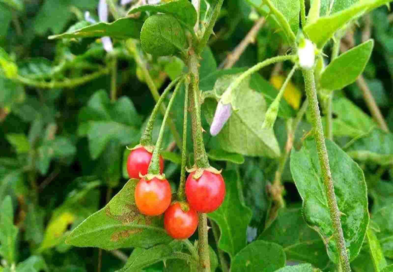 Tìm hiểu cà gai neo