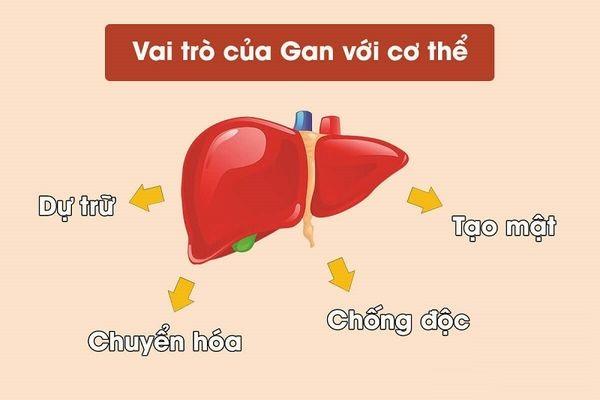 Vai trò của gan 