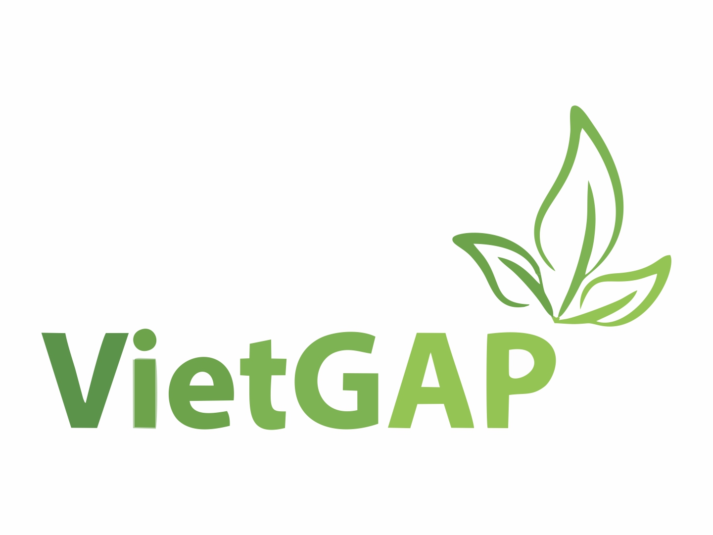 Tìm hiểu về các tiêu chuẩn VietGAP - tiêu chuẩn chất lượng tại Việt Nam