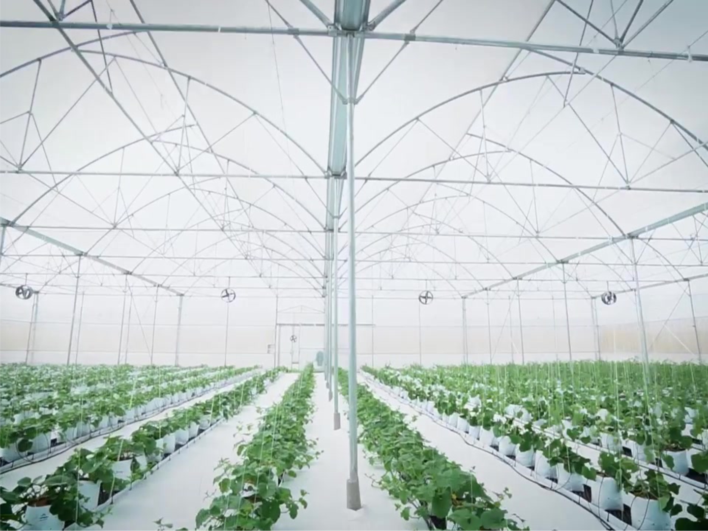 Nông Trại Sunfarm ứng dụng hệ thống tưới nhỏ giọt Netafim của Israel