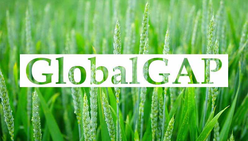 Tiêu Chuẩn GlobalG.A.P