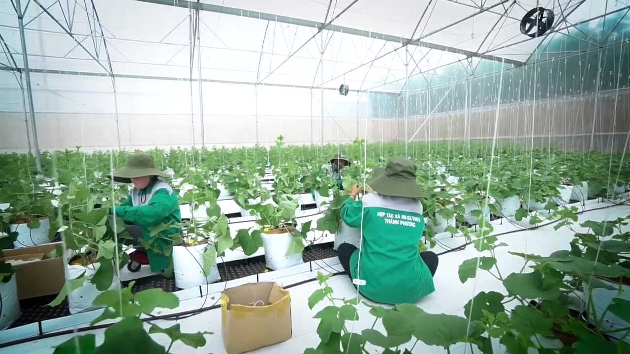 Sunfarm hiệu quả từ mô hình trồng dưa lưới đạt chuẩn GlobalGAP  Nông trại  Sunfarm
