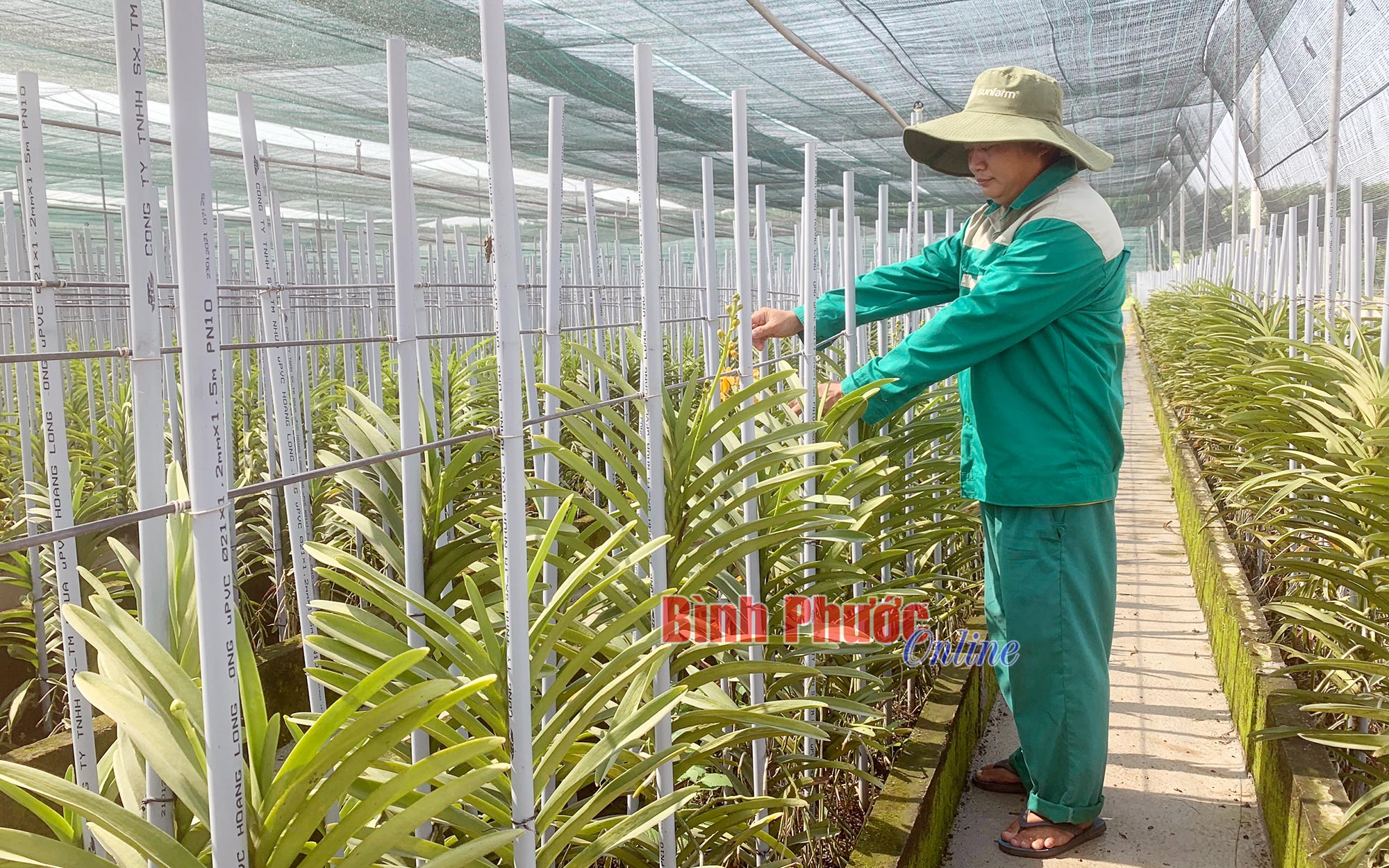 Vườn lanmokara tại nông trại sunfarm bình phước