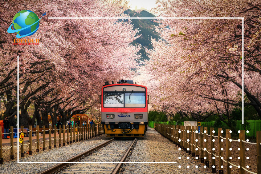 Những địa điểm ngắm hoa anh đào không thể bỏ lỡ khi du lịch Hàn Quốc