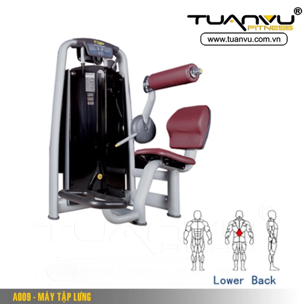 Máy tập lưng A009
