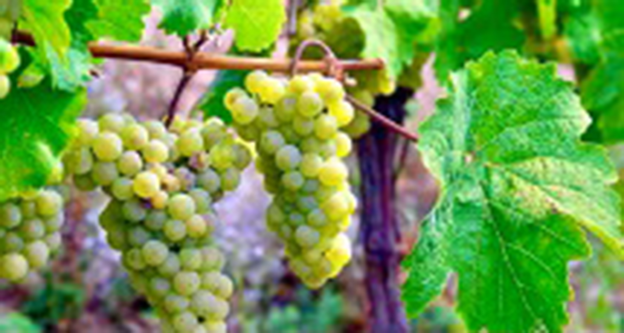 GEWURZTRAMINER Grape (English)