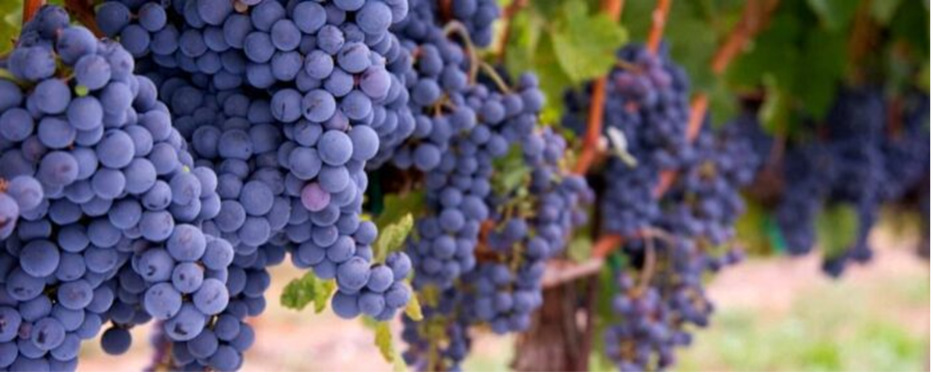 MERLOT Grape (English)