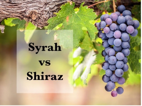 SYRAH Grape (English)
