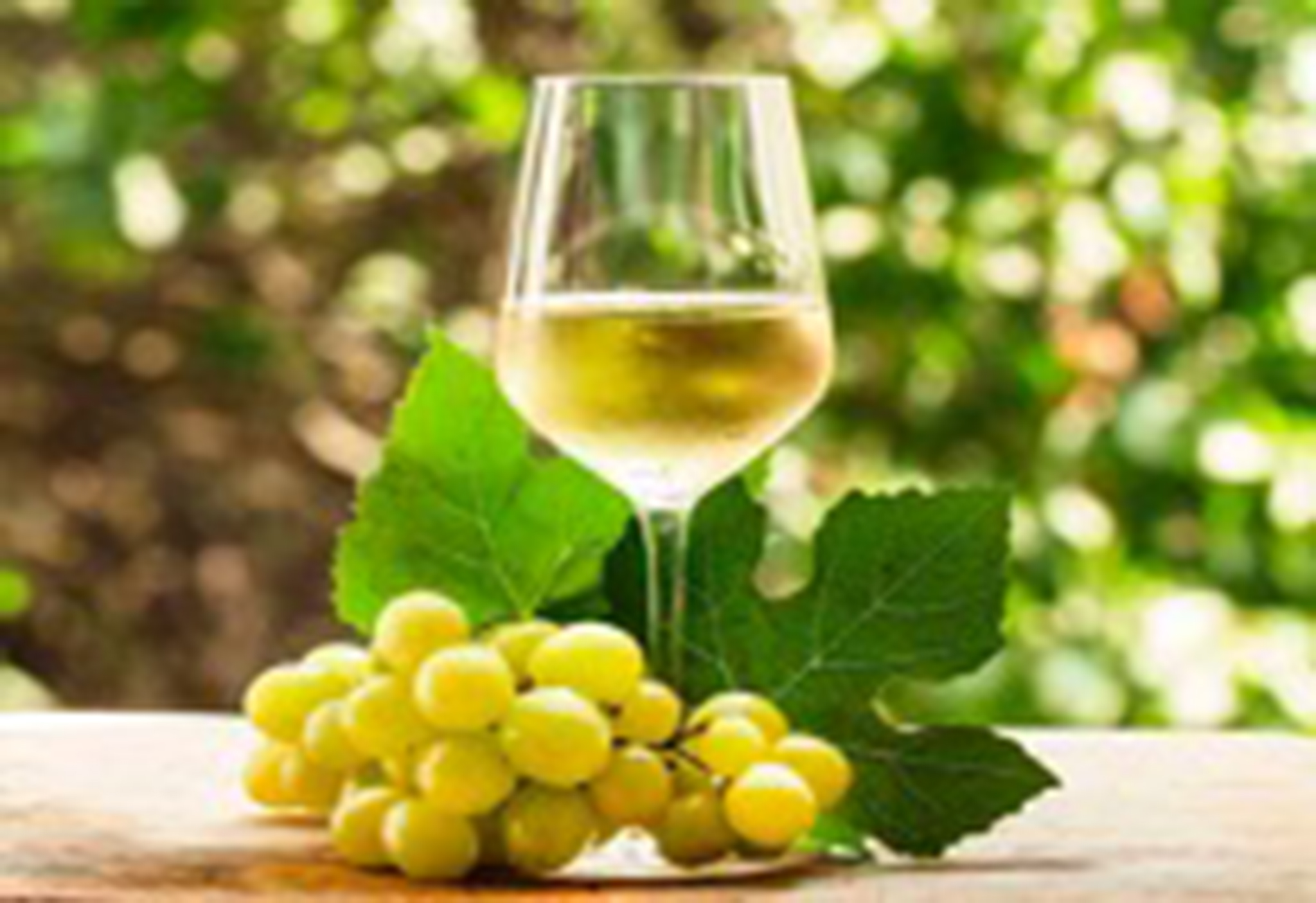 Alsace RIESLING Grape (English)