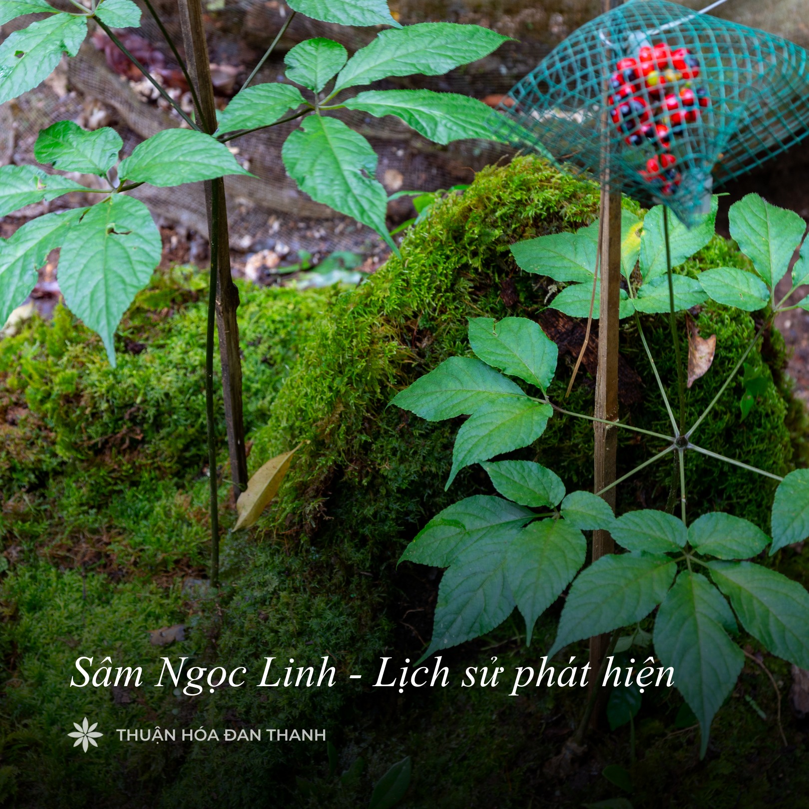SÂM NGỌC LINH - LỊCH SỬ PHÁT HIỆN