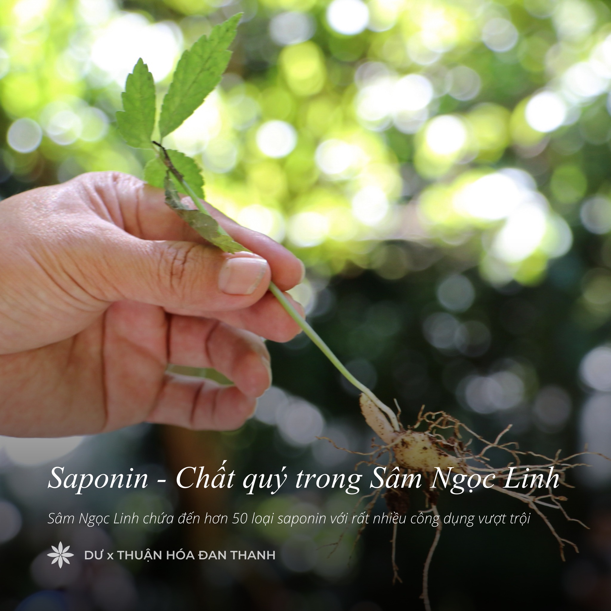 SAPONIN – THÀNH PHẦN QUÝ TRONG SÂM NGỌC LINH
