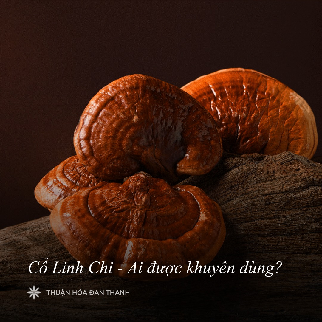 CỔ LINH CHI - AI ĐƯỢC KHUYÊN DÙNG?