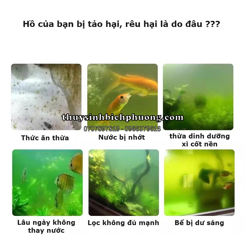 BIOZYM ALGAE REMOVER - THUỐC DIỆT RÊU TẢO HẠI HIỆU QUẢ VÀ AN TOÀN ...