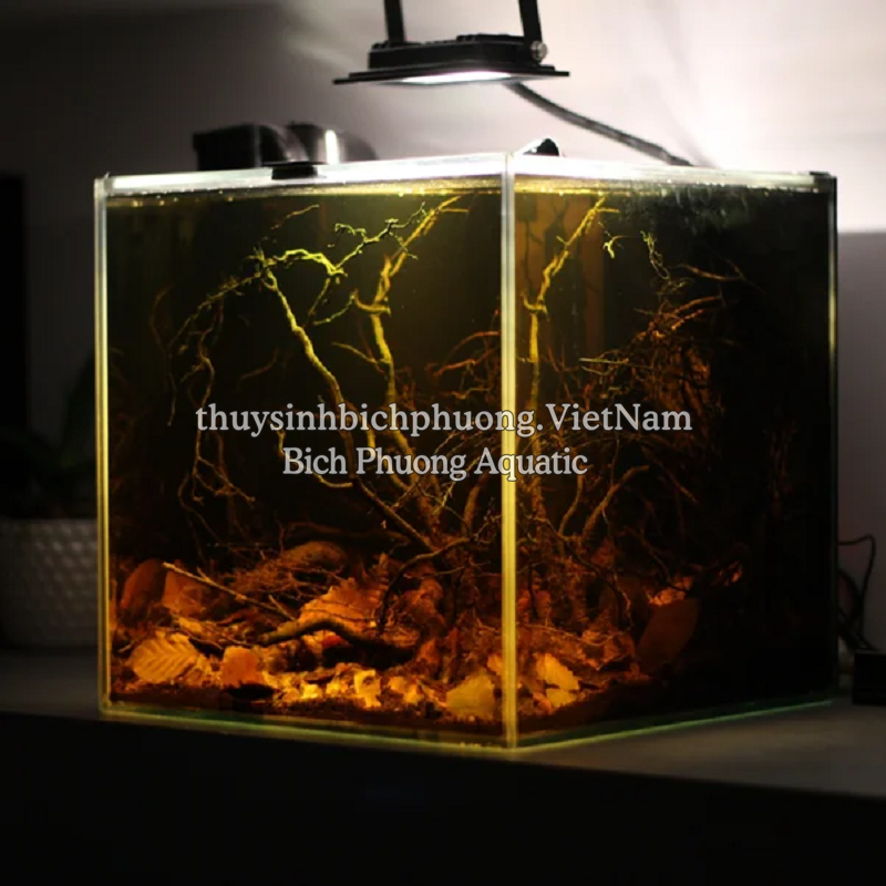 NƯỚC ĐEN BLACKWATER