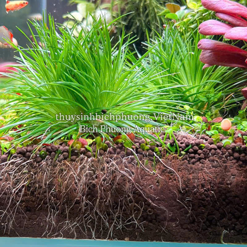 DÙI TRỐNG LÁ KIM (Eriocaulon cinereum) - CÂY THỦY SINH, BÁN CẠN