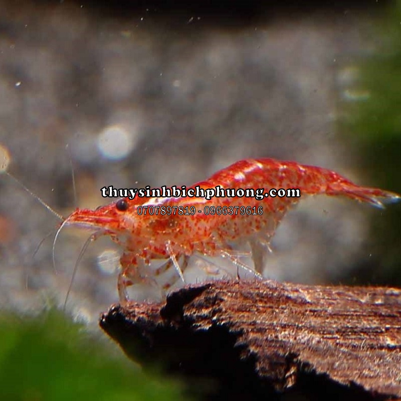 TÉP ĐỎ THƯỜNG - RED CHERRY SHRIMP