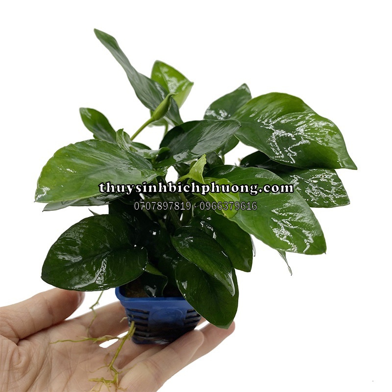 RÁY LÁ HOA | ANUBIAS NANA FLOWER - CÂY THỦY SINH