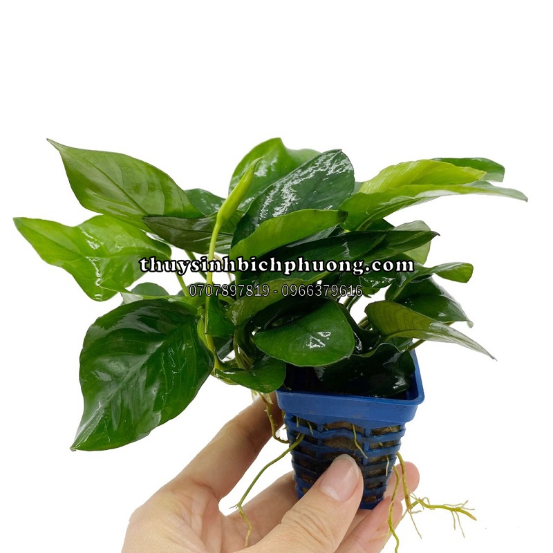 RÁY LÁ HOA | ANUBIAS NANA FLOWER - CÂY THỦY SINH