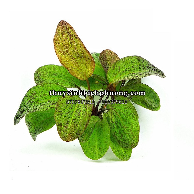 TRẦU XANH CHẤM BI | ECHINODORUS OZELOT GREEN