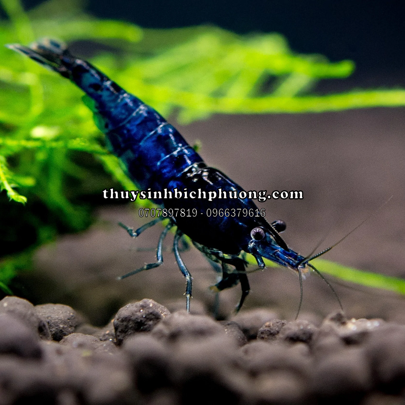 TÉP XANH ĐẬM - BLUE DREAM SHRIMP