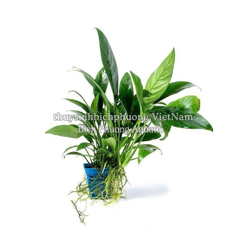 RÁY LÁ DÀI | ANUBIAS BARTERI VAR. GLABRA - CÂY THỦY SINH