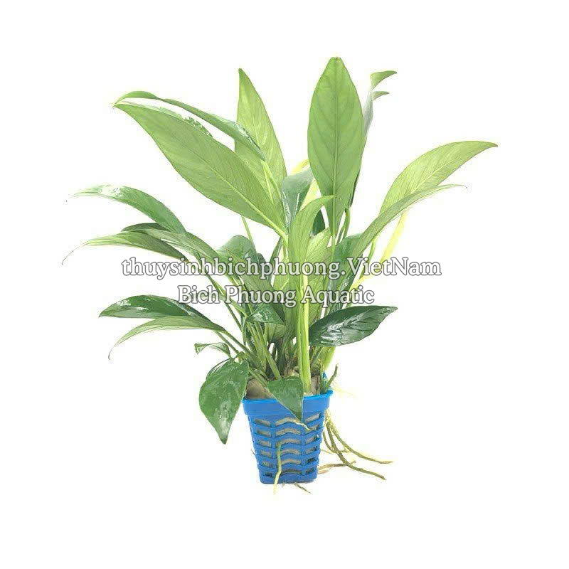 RÁY LÁ DÀI | ANUBIAS BARTERI VAR. GLABRA - CÂY THỦY SINH