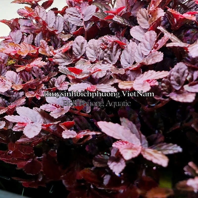 BUCEP PELLIONIA REPENS | THẰN LẰN NHUNG – DÂY LEO TẮC KÈ, DÂY LEO BÁN CẠN