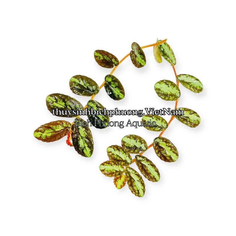 BUCEP PELLIONIA REPENS | THẰN LẰN NHUNG – DÂY LEO TẮC KÈ, DÂY LEO BÁN CẠN