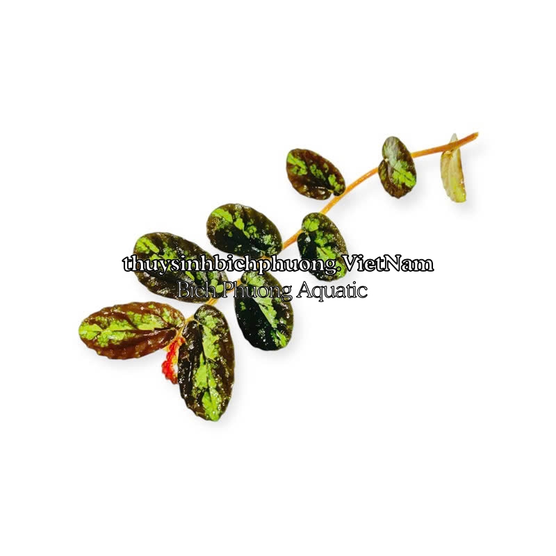 BUCEP PELLIONIA REPENS | THẰN LẰN NHUNG – DÂY LEO TẮC KÈ, DÂY LEO BÁN CẠN