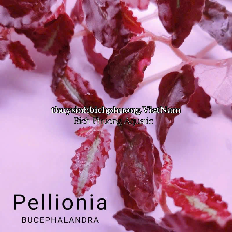 BUCEP PELLIONIA REPENS | THẰN LẰN NHUNG – DÂY LEO TẮC KÈ, DÂY LEO BÁN CẠN