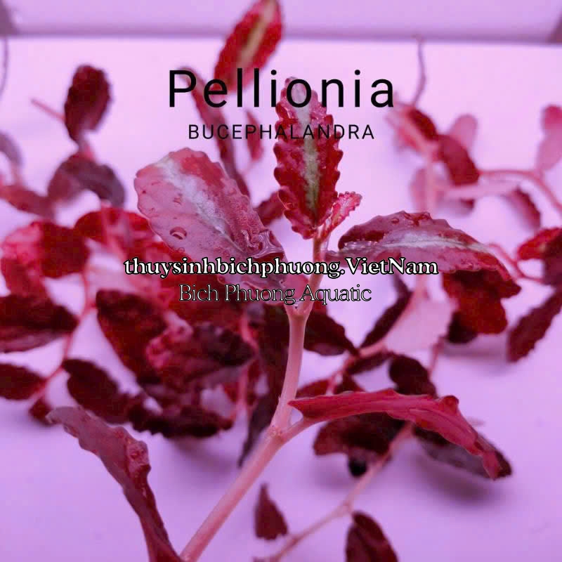 BUCEP PELLIONIA REPENS | THẰN LẰN NHUNG – DÂY LEO TẮC KÈ, DÂY LEO BÁN CẠN