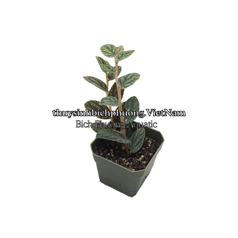 BUCEP PELLIONIA REPENS | THẰN LẰN NHUNG – DÂY LEO TẮC KÈ, DÂY LEO BÁN CẠN