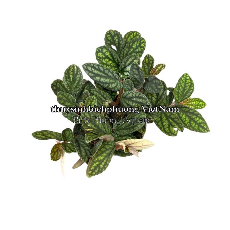 BUCEP PELLIONIA REPENS | THẰN LẰN NHUNG – DÂY LEO TẮC KÈ, DÂY LEO BÁN CẠN