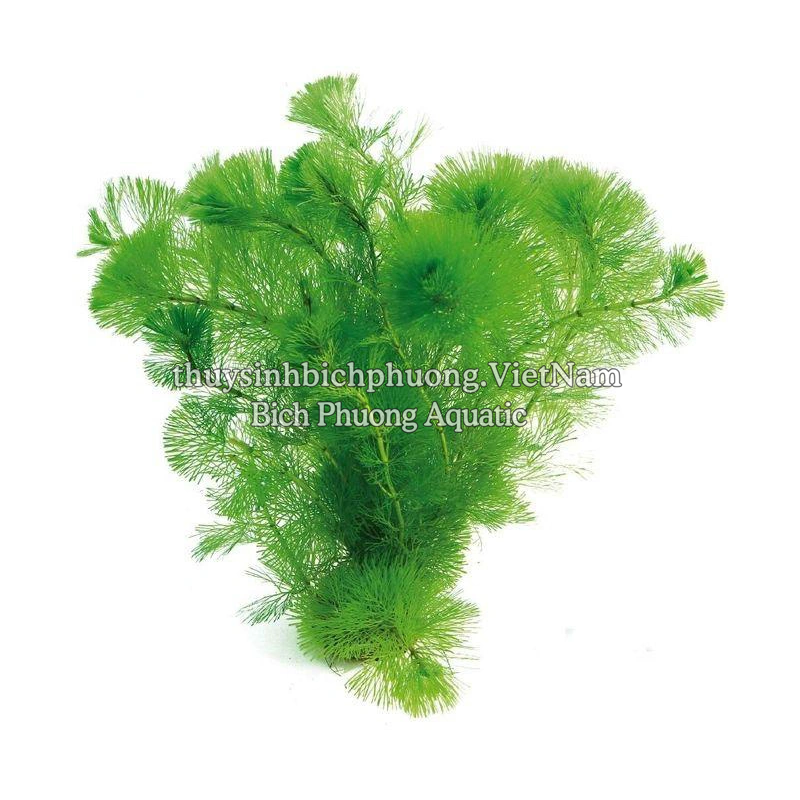 LA HÁN XANH - CÂY THỦY SINH